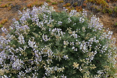Lupinus variicolor
