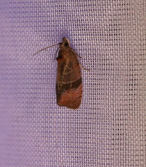 Evora hemidesma