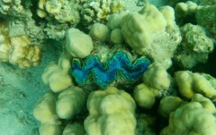 Tridacna maxima