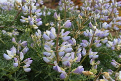 Lupinus variicolor