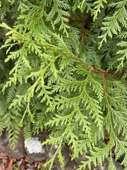 Thuja occidentalis