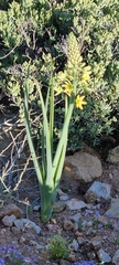 Bulbine praemorsa