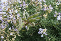 Lupinus variicolor