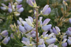 Lupinus variicolor