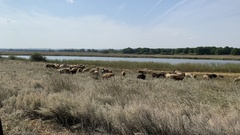 Ovis aries
