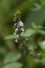Mentha canadensis