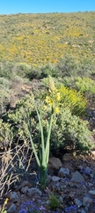 Bulbine praemorsa