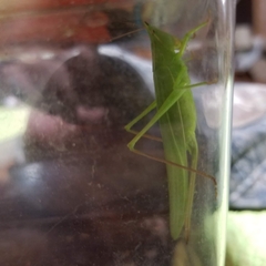 Neoconocephalus ensiger