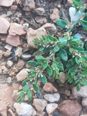 Polygonum arenastrum