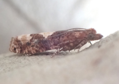 Epinotia trigonella