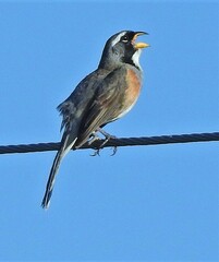 Saltatricula multicolor