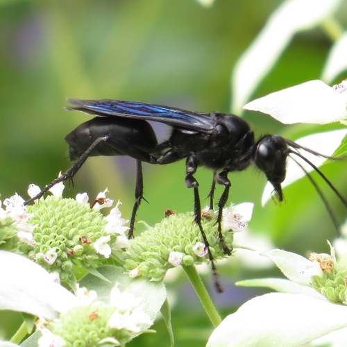 Great Black Digger Wasp, photo 4 of 10