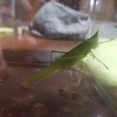 Neoconocephalus ensiger