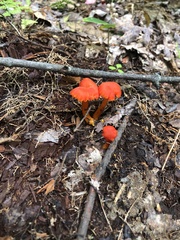 Hygrocybe cantharellus
