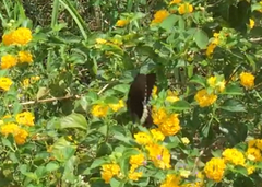 Papilio polytes romulus