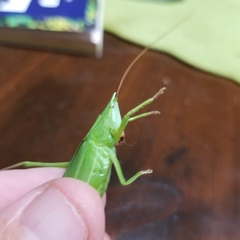 Neoconocephalus ensiger