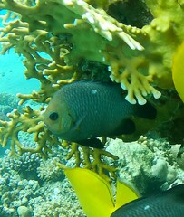 Dascyllus trimaculatus