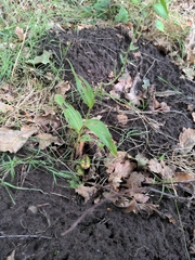 Epipactis helleborine