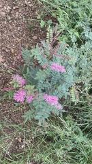 Mimosa dysocarpa