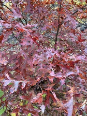 Quercus coccinea
