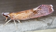 Apache degeeri