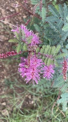Mimosa dysocarpa