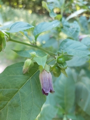 Atropa belladonna