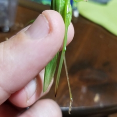 Neoconocephalus ensiger