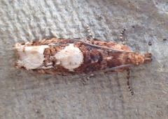 Epinotia trigonella