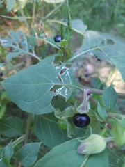 Atropa belladonna