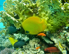 Chaetodon semilarvatus
