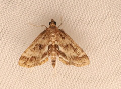 Parapoynx obscuralis