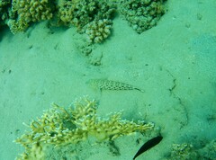 Parapercis hexophtalma