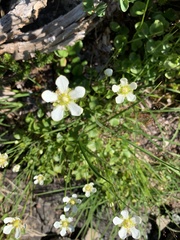 Parnassia fimbriata