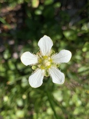 Parnassia fimbriata