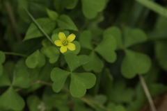 Oxalis dillenii