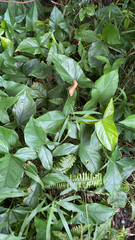 Syngonium podophyllum