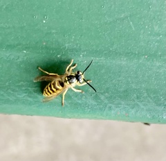 Vespula flavopilosa