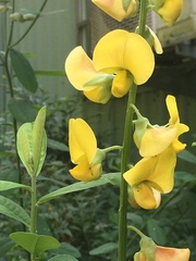Crotalaria assamica