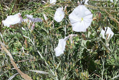 Convolvulus oleifolius