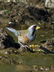 Saltatricula multicolor