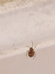 Steatoda bipunctata