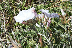 Convolvulus oleifolius