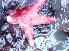 Henricia