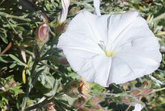 Convolvulus oleifolius