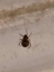 Steatoda bipunctata