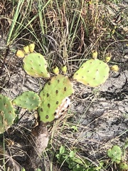 Opuntia