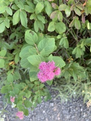 Spiraea splendens