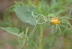 Helicoverpa armigera