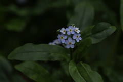 Myosotis scorpioides